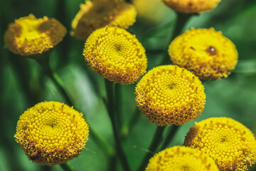 tansy yellow flower on the meadow close-up of green leaves developed