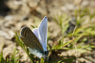 scarce large blue butterfly insect colorful wings