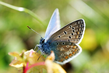 scarce large blue butterfly insect colorful wings