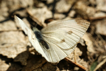 pieris brassicae butterfly insect colorful wings