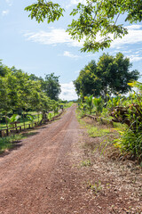 Serene Path through Forest and Park Under Blue Sky