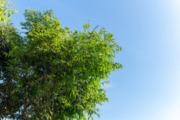 Green leaves and blue sky in nature's embrace