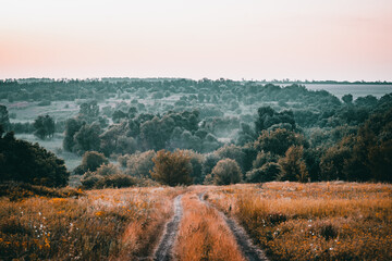 Naklejka premium dirt road in a field with yellow grass leading to a foggy morning forest with densely growing trees