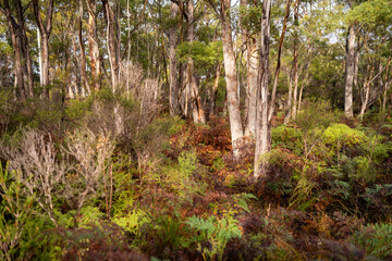 beautiful gum Trees and shrubs in the Australian bush forest. Gumtrees and native plants growing in Australia in spring