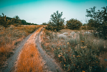 dirt road in a field with tall yellow grass and different flowers, during sunrise