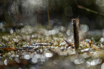 farmer collecting soil samples in a test tube in a field. Agronomist checking soil carbon and plant health on a farm