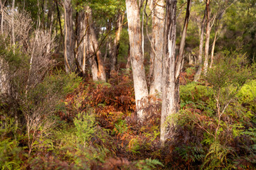 beautiful gum Trees and shrubs in the Australian bush forest. Gumtrees and native plants growing in Australia in spring