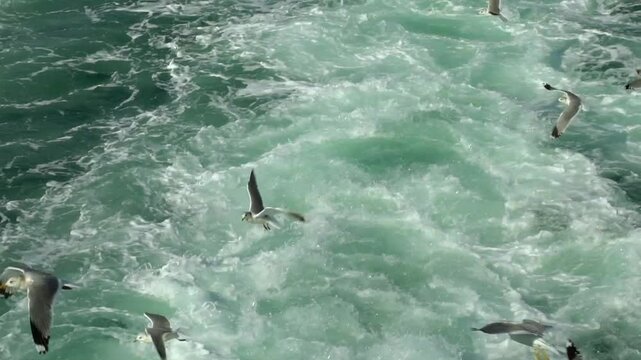 seagulls following the waves of the ferry