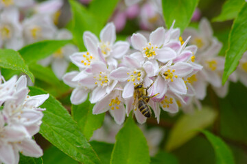 Bee collecting honey from heavenly white flowers.