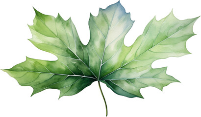 Detailed watercolor illustration of a green maple leaf, highlighting its intricate veins and natural texture, perfect for botanical art.