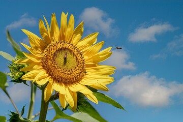 Obraz premium Girasole