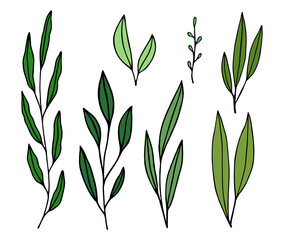 Designer elements set collection of green leaves, greenery art foliage natural leaves herbs. Decorative beauty elegant illustration for design