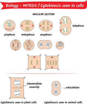 Biology - Mitosis - Cytokinesis seen in cells, nuclear section, prophase, metaphase, anaphase, telophase