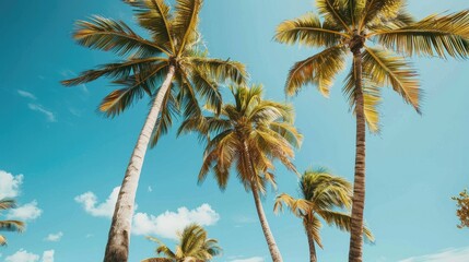 Obraz premium Palm trees against a clear blue seaside vacation sky