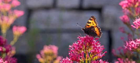 Schmetterling, Kleiner Fuchs
