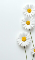 Fototapeta premium white daisies on a white paper texture background with copy space