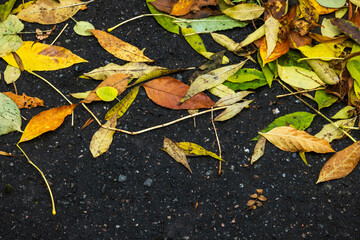 Colorful fallen ash tree leaves lay on the urban ground