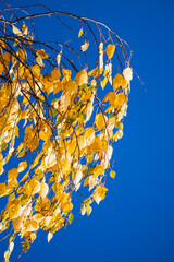 Vertical autumn photo with yellow birch tree leaves over blue sky