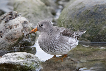 Purple sandpiper Calidris maritima looks up while probing the water for invertebrates