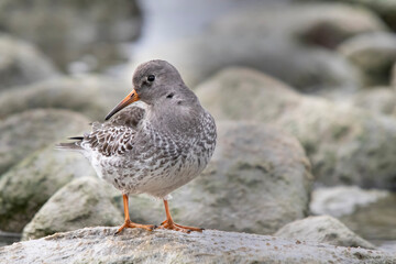 Purple sandpiper Calidris maritima strikes a pose as it stands on the rocks along the shore of Lake Ontario in Canada