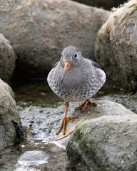 Purple sandpiper Calidris maritima strolling through the rocky shoreline of Lake Ontario in search of invertebrates to eat