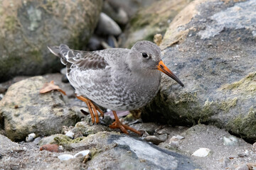 Purple sandpiper Calidris maritima walking along the shore in search of its main food source invertebrates