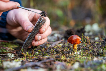 scientist taking a soil, fungi, plant, leaf sample in a test tube in the australian bush. forest research of climate change and sustain forestry