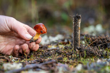 farmer agronomist taking fungi soil sample and looking at plant health to grow more food to sell