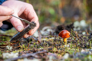 farmer agronomist taking fungi soil sample and looking at plant health to grow more food to sell