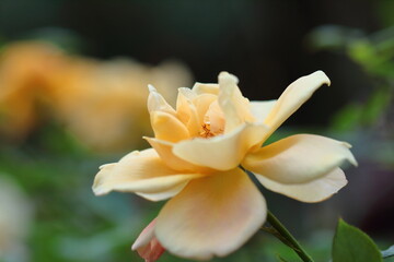 Obraz premium 花の女王