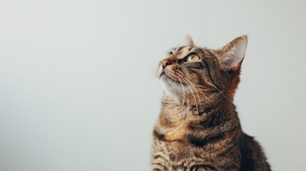 Obraz premium Purebred cat seated and gazing up against white backdrop