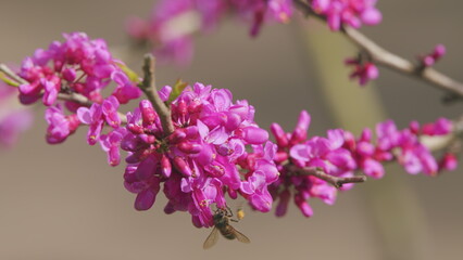 Love Tree. Bee Pollination Of Spring Blossoming Judas Tree. Flowering Plant Family Fabaceae. Close up.