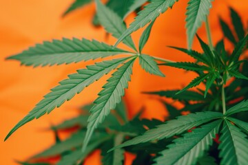Wild Plant Marijuana Leaves on Orange Background. Green Leaves of Ganja and Legal Pot