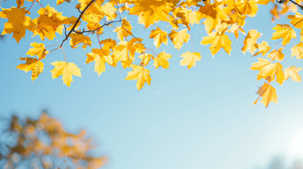 Frame of yellow maple leaves