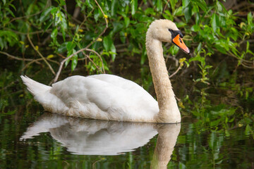 Schwan im Teich