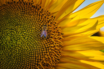 Sonnenblumen - Sonnenblume - Sonnenblumenfeld - Sunflower - Field - Ecology - Environment - Agriculture - Sunset - High quality photo - Bioeconomy - Bio - Photo Wallpaper