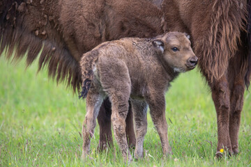 Fototapeta premium Wisent im Wildpark Schorfheide