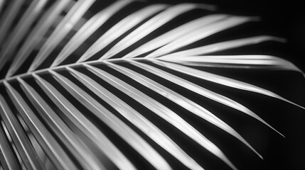 Palm leaf in black and white 