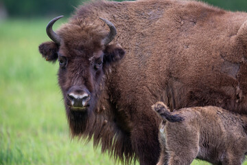 Fototapeta premium Wisent im Wildpark Schorfheide
