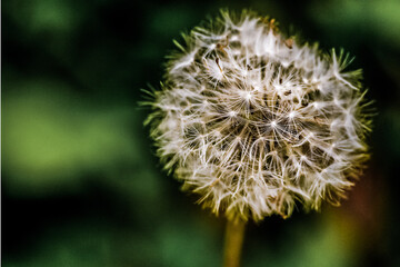 Close up of a dandelion seed head against a blurred green background, in a natural environment.