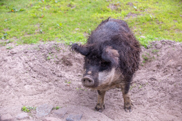Wollschwein im Wildpark Schorfheide