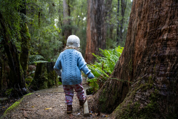 toddler hiking in the forest in winter wearing a beanie, walking on a trail in the australian bush. child exploring in nature and studying the environment and learning while exploring