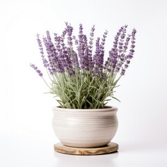 Fototapeta premium Lavender plant in a white pot on a wooden base.