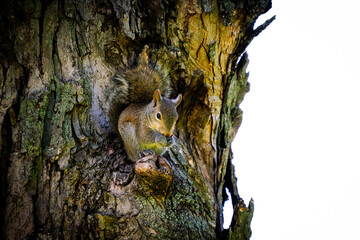 Obraz premium Squirrel on tree