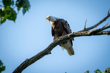 Bald eagle