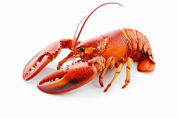Live red crayfish, freshwater crustacean isolated on white background