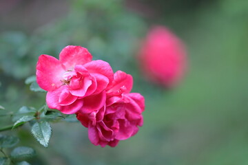 Obraz premium 花の女王