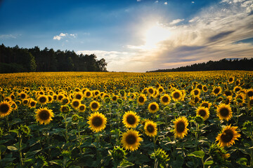 Sonnenblumen - Sonnenblume - Sonnenblumenfeld - Sunflower - Field - Ecology - Environment -...