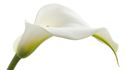 Elegant Single White Calla Lily on Black Background