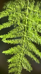Asparagus setaceus Gessop Asparagus fern